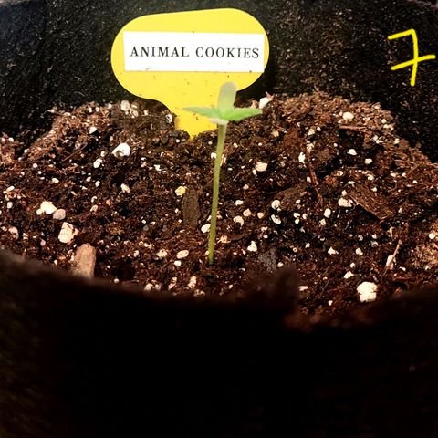 Animal Cookies  growlog timeline photo