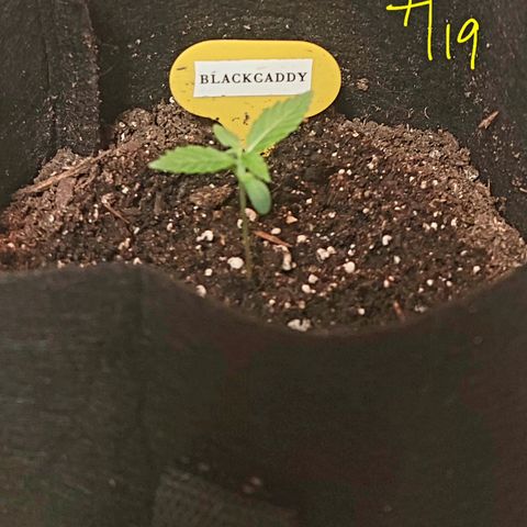 Black Caddy growlog timeline photo