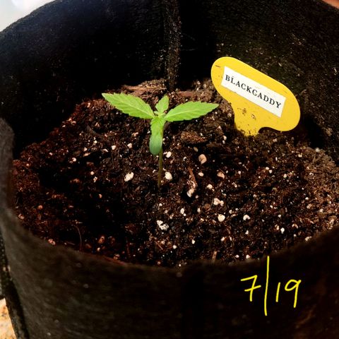 Black Caddy growlog timeline photo