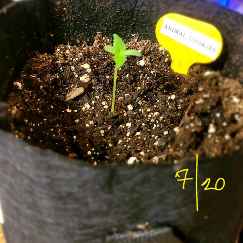 Animal Cookies  growlog timeline photo