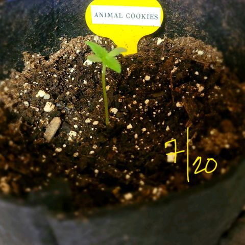 Animal Cookies  growlog timeline photo