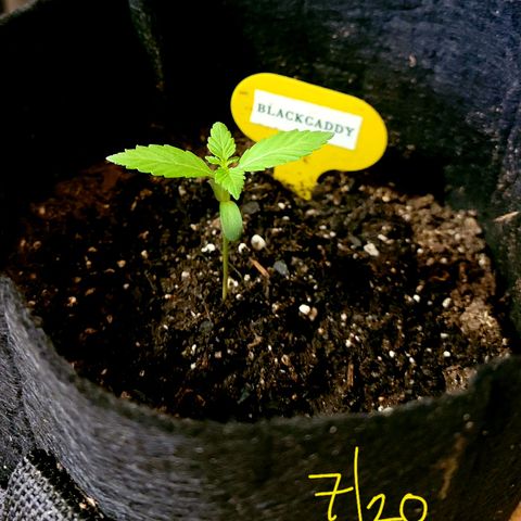 Black Caddy growlog timeline photo