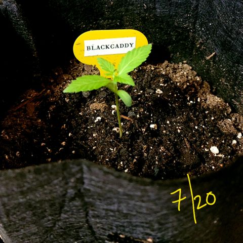 Black Caddy growlog timeline photo