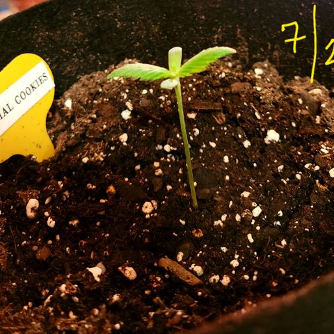 Animal Cookies  growlog photo: 2 inches
