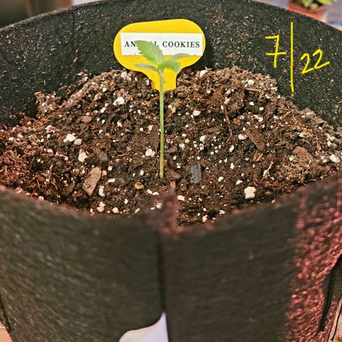 Animal Cookies  growlog photo: 2 inches