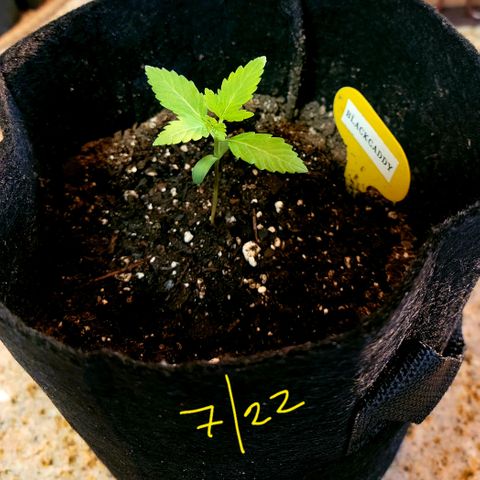 Black Caddy growlog timeline photo