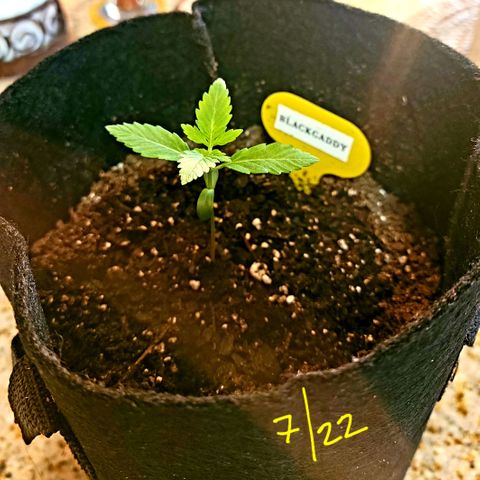 Black Caddy growlog timeline photo