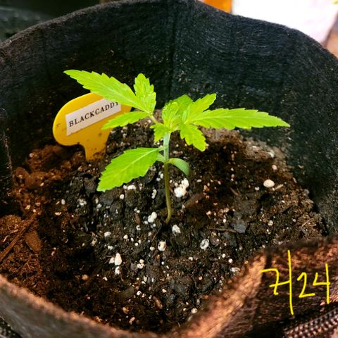 Black Caddy growlog timeline photo