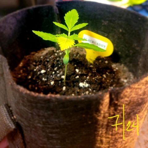 Black Caddy growlog timeline photo