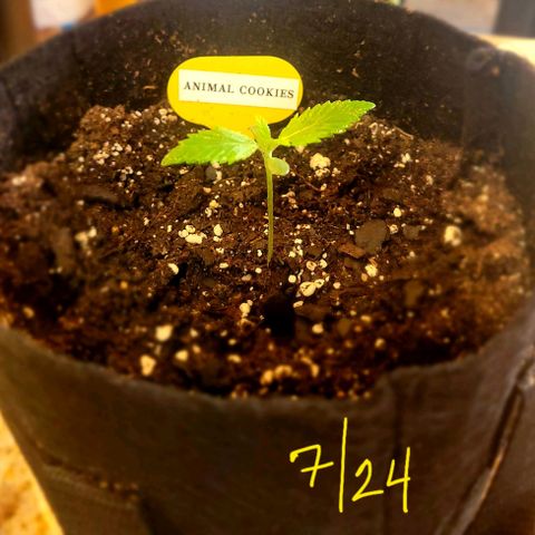 Animal Cookies  growlog timeline photo