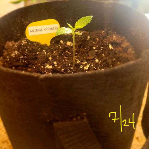 Animal Cookies  growlog timeline photo