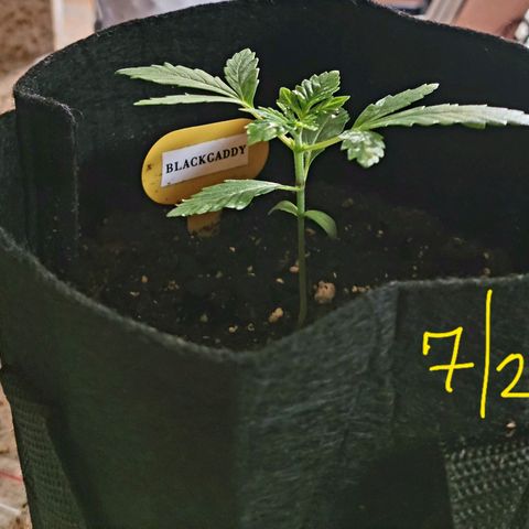 Black Caddy growlog timeline photo