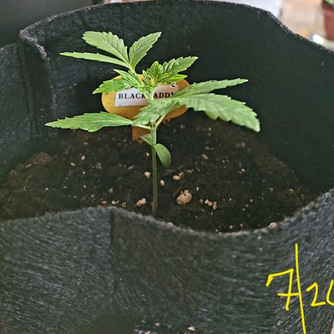 Black Caddy growlog timeline photo