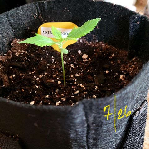 Animal Cookies  growlog timeline photo