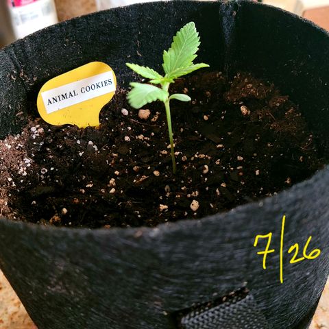 Animal Cookies  growlog timeline photo