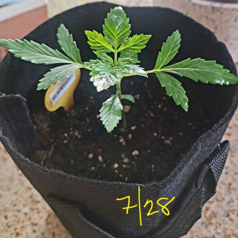 Black Caddy growlog timeline photo