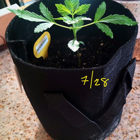 Black Caddy growlog timeline photo