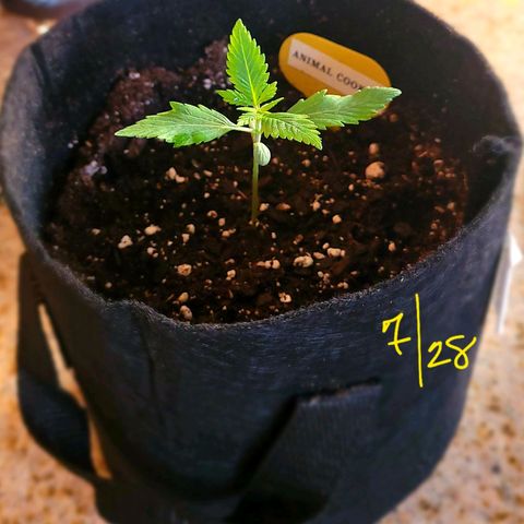 Animal Cookies  growlog timeline photo