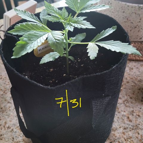 Black Caddy growlog timeline photo