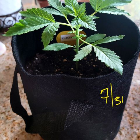 Black Caddy growlog timeline photo