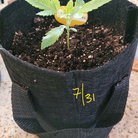 Animal Cookies  growlog timeline photo