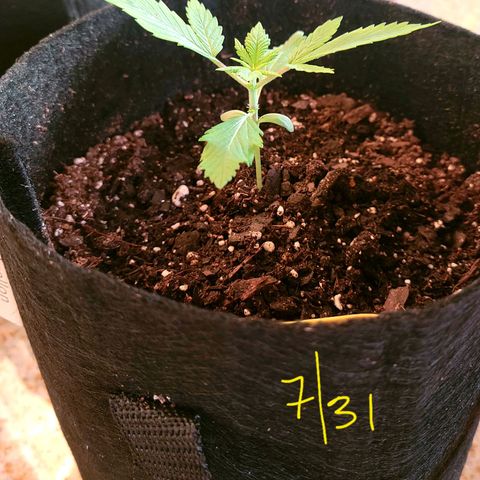 Animal Cookies  growlog timeline photo