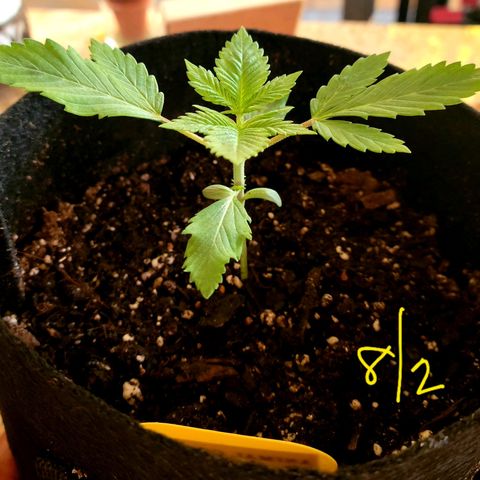Animal Cookies  growlog timeline photo