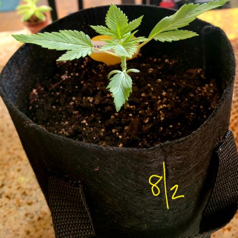 Animal Cookies  growlog timeline photo