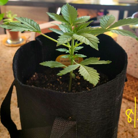 Black Caddy growlog timeline photo