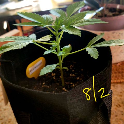 Black Caddy growlog timeline photo