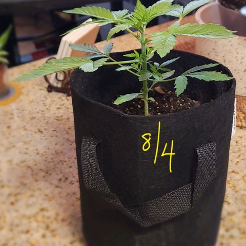 Black Caddy growlog timeline photo