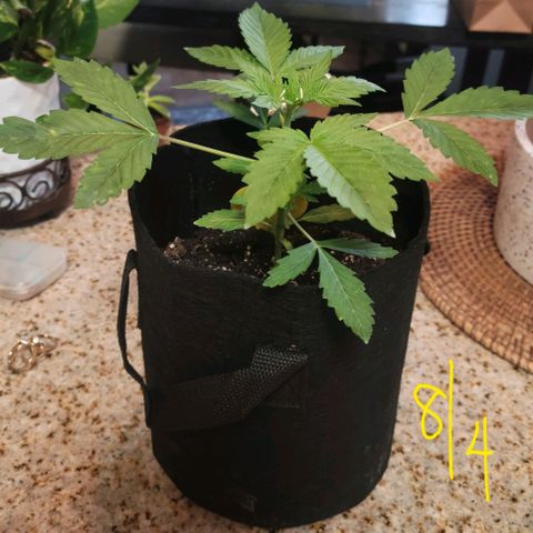 Black Caddy growlog timeline photo