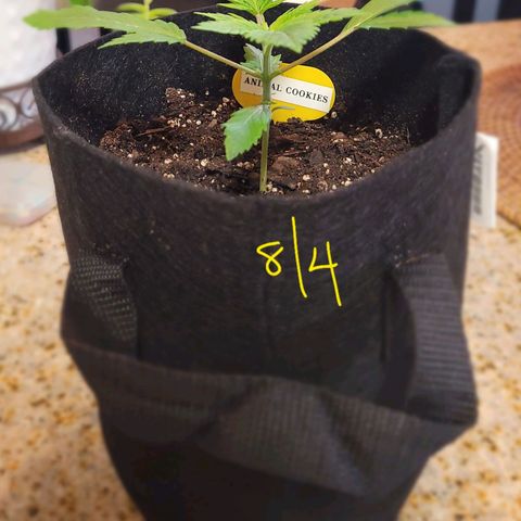 Animal Cookies  growlog timeline photo