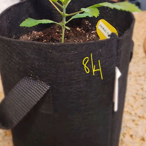 Animal Cookies  growlog timeline photo
