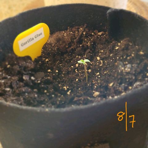 Gorilla Glue growlog photo