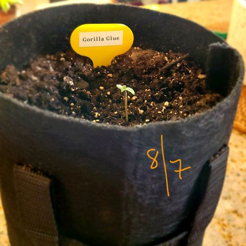 Gorilla Glue growlog photo