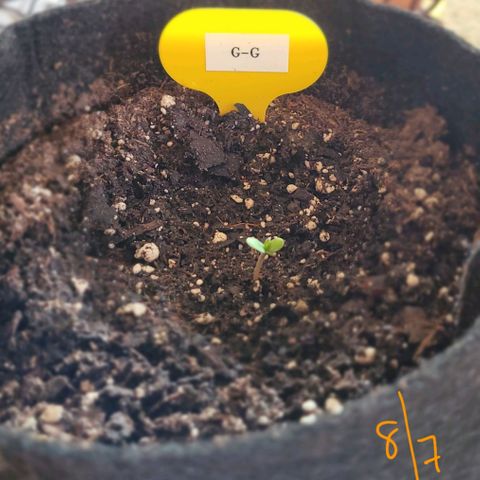 G-G growlog timeline photo