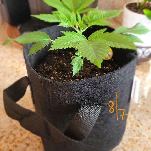 Animal Cookies  growlog timeline photo