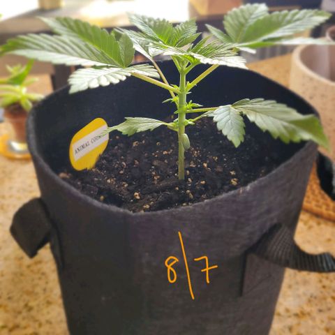 Animal Cookies  growlog timeline photo