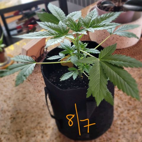 Black Caddy growlog timeline photo