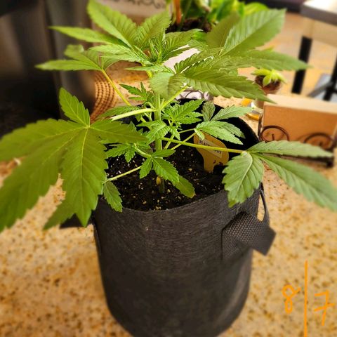 Black Caddy growlog timeline photo