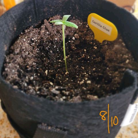 Gorilla Glue growlog photo