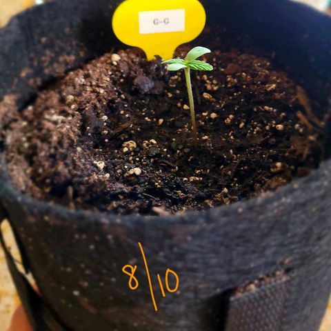 G-G growlog timeline photo