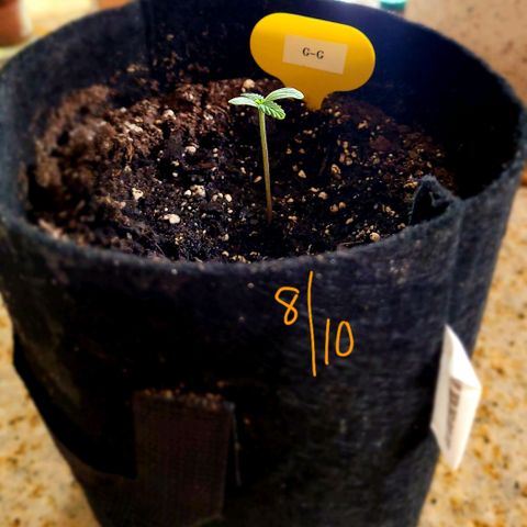 G-G growlog timeline photo