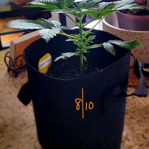 Animal Cookies  growlog timeline photo