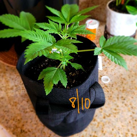 Animal Cookies  growlog timeline photo