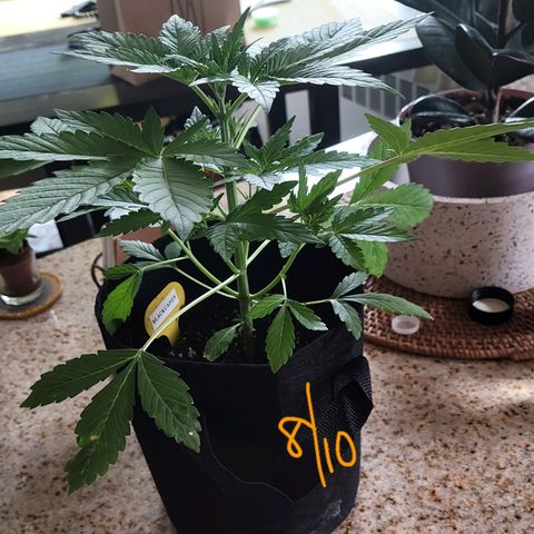 Black Caddy growlog timeline photo