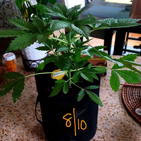 Black Caddy growlog timeline photo