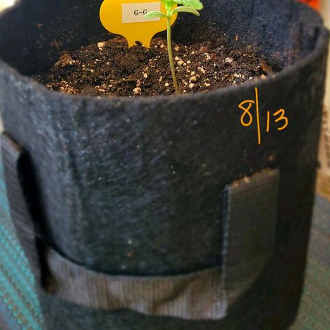 G-G growlog timeline photo