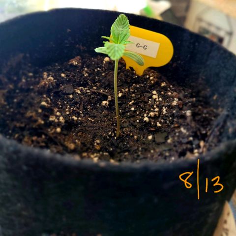 G-G growlog timeline photo